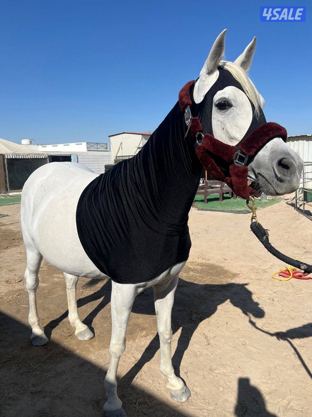 فرس تحتها مهر0