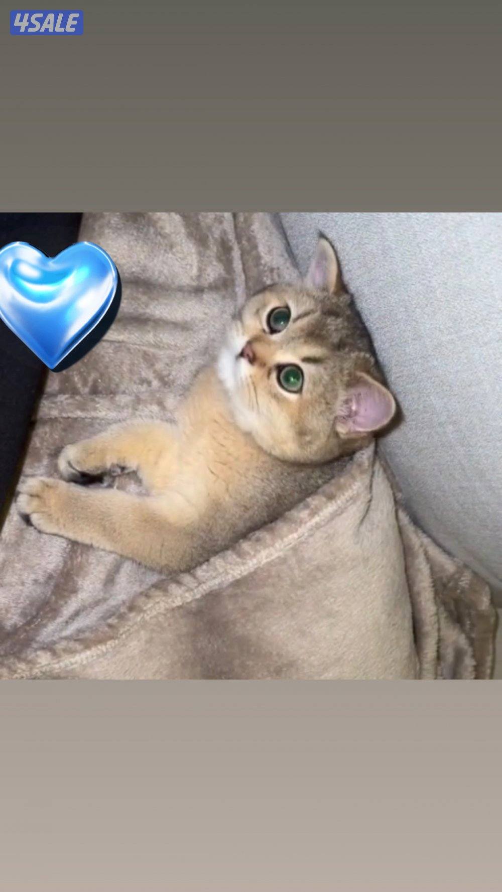 للبيع قطه نثيه برتش ny11 واردة من الخارج6