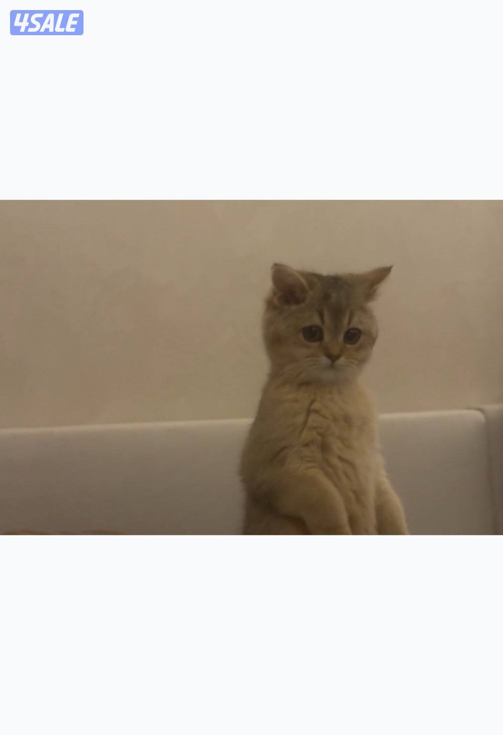 للبيع قطه نثيه برتش ny11 واردة من الخارج7