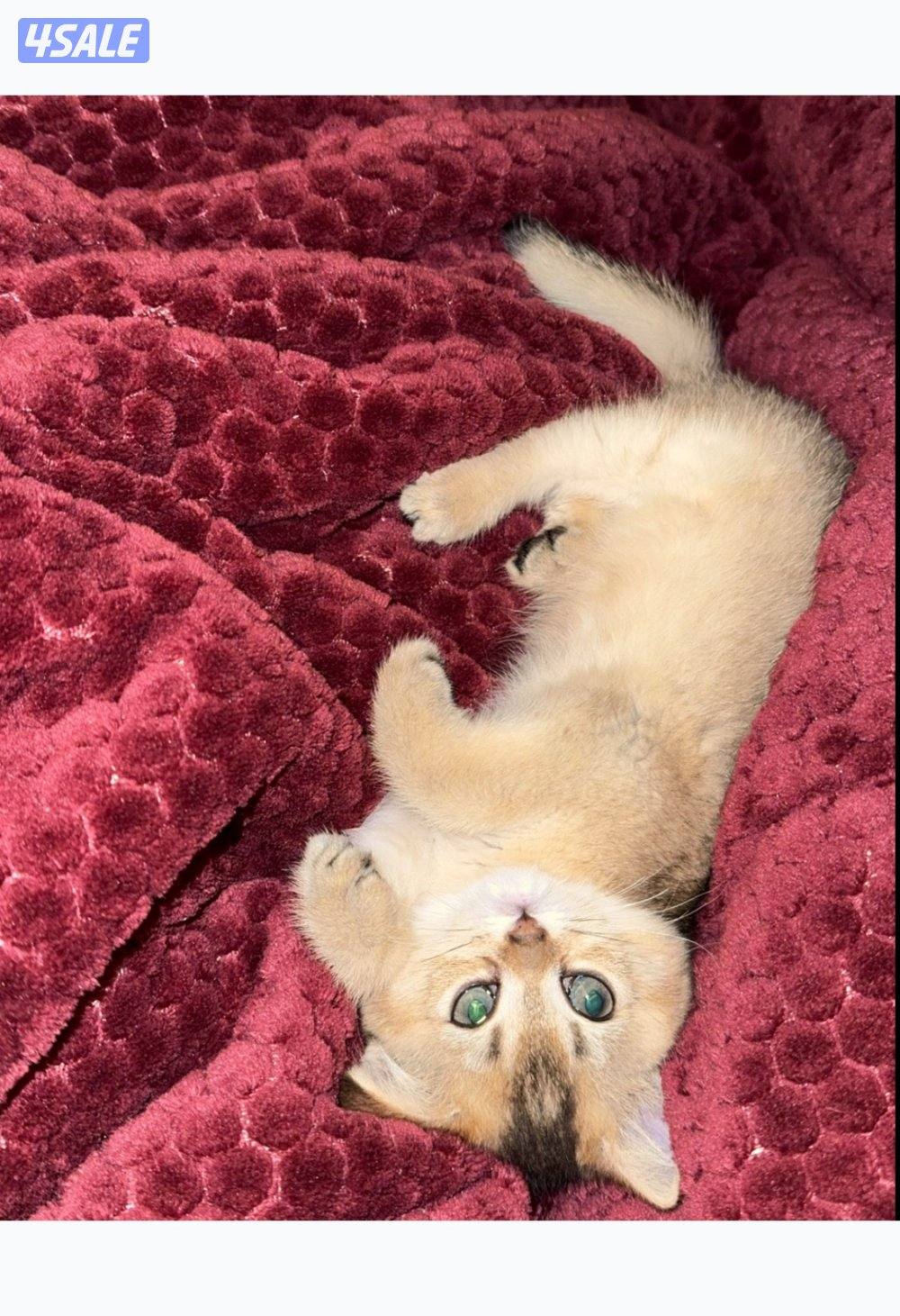 للبيع قطه نثيه برتش ny11 واردة من الخارج8