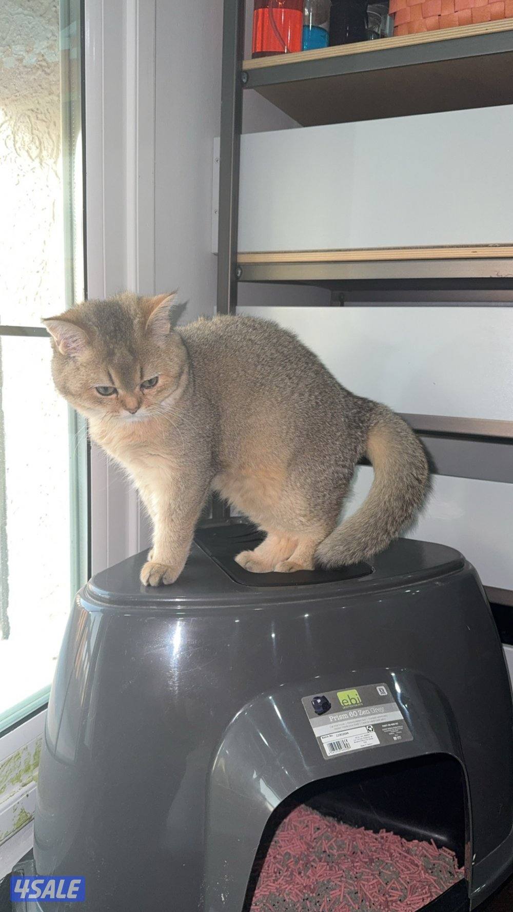 للبيع قطه نثيه برتش ny11 واردة من الخارج10