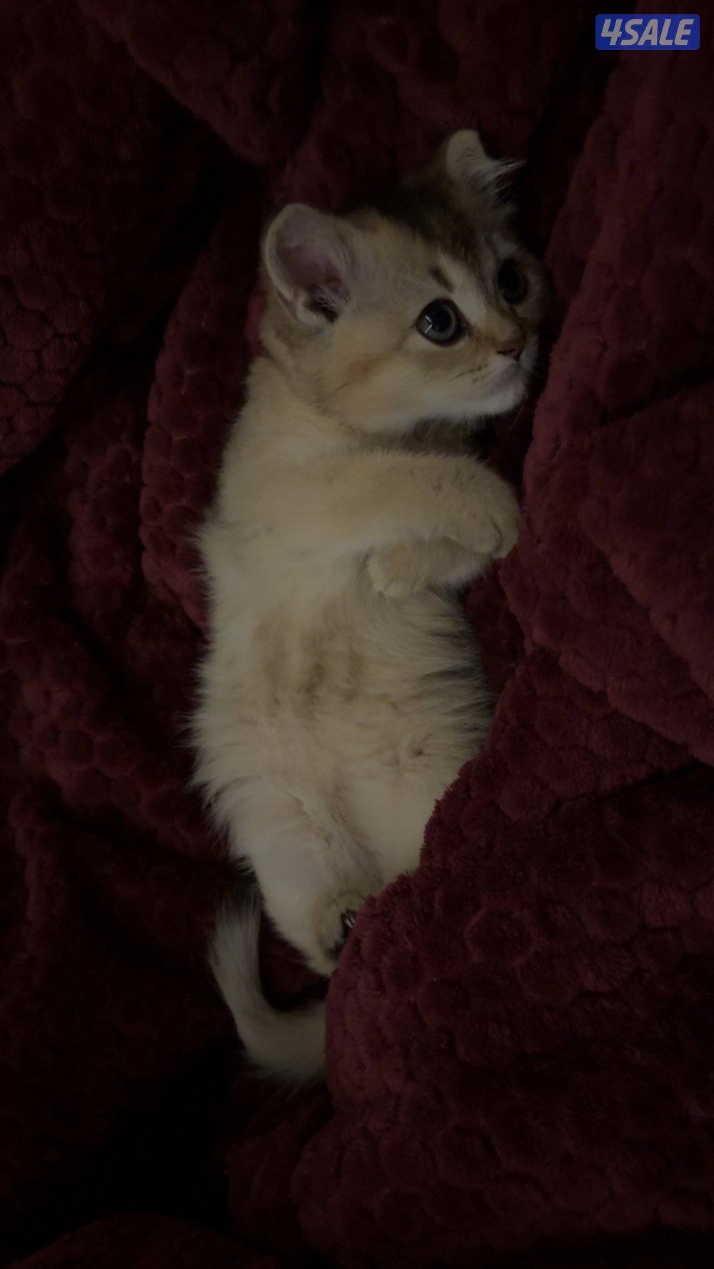 للبيع قطه نثيه برتش ny11 واردة من الخارج9