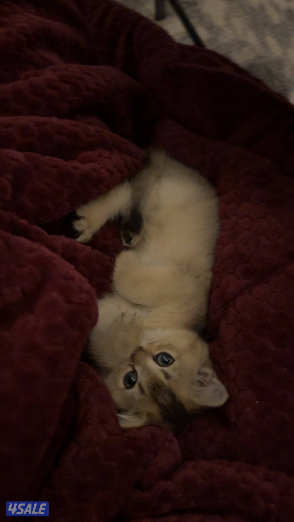 للبيع قطه نثيه برتش ny11 واردة من الخارج11