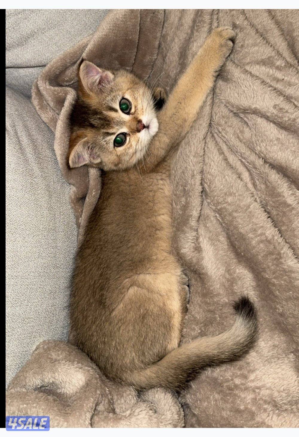 للبيع قطه نثيه برتش ny11 واردة من الخارج12