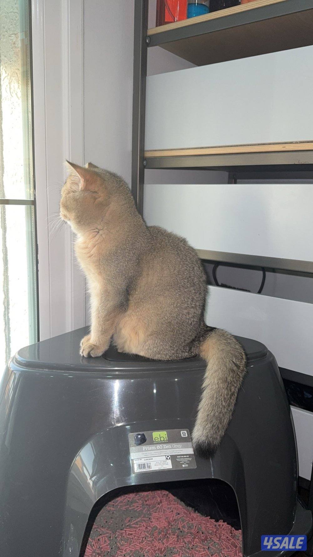 للبيع قطه نثيه برتش ny11 واردة من الخارج13