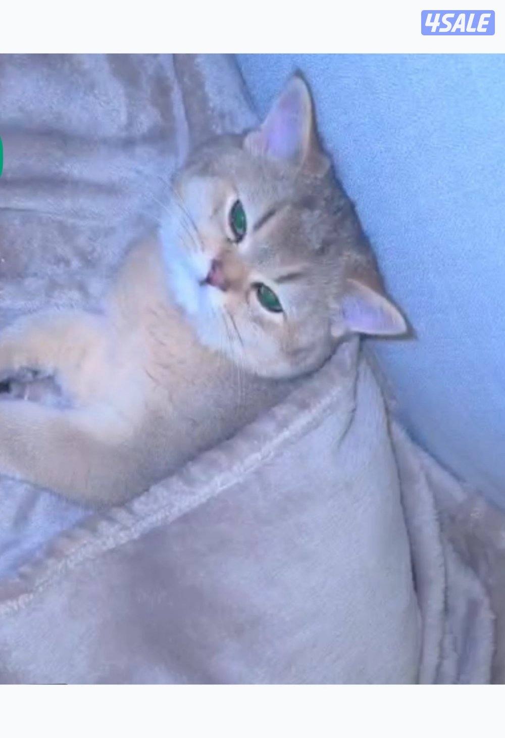 للبيع قطه نثيه برتش ny11 واردة من الخارج14