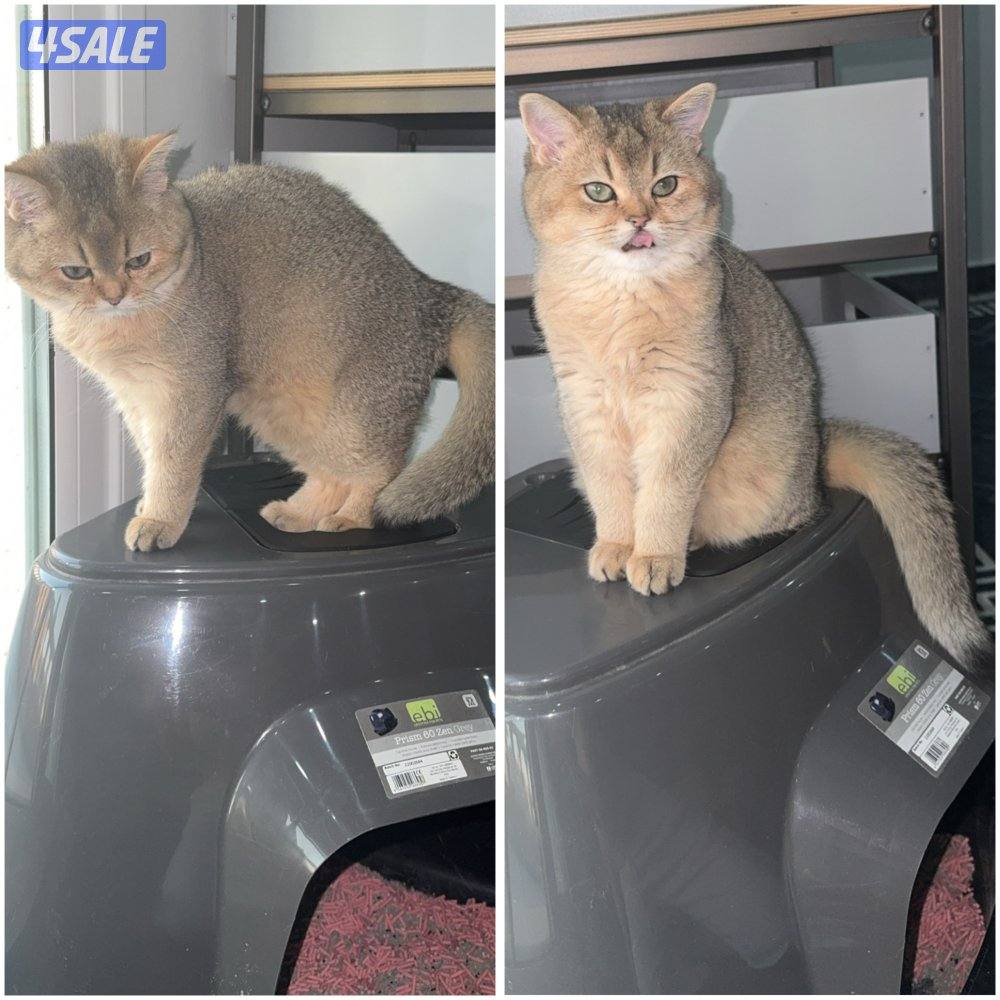 للبيع قطه نثيه برتش ny11 واردة من الخارج15