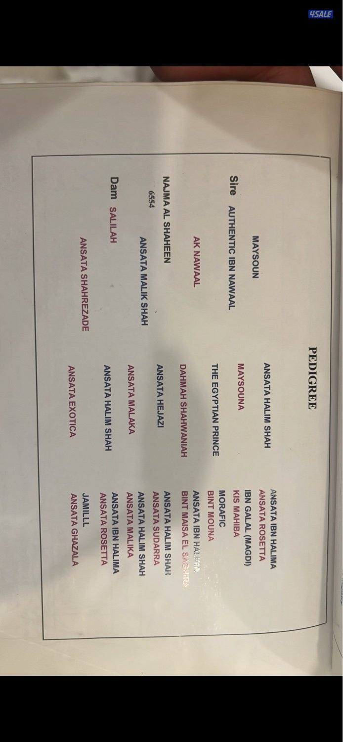 فرس تحتها مهر1