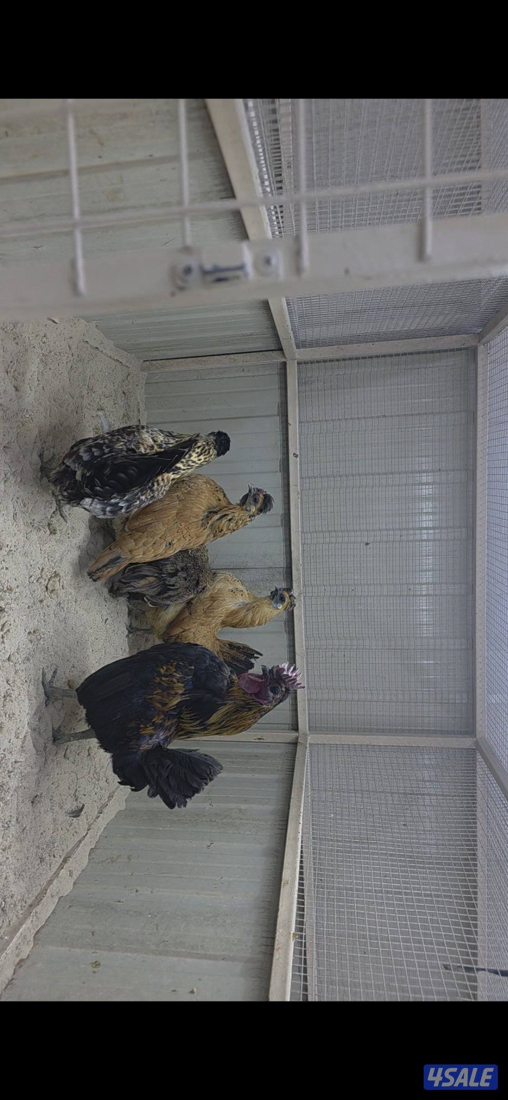 للبيع مجموعه دجاج مميز وديج هندي0