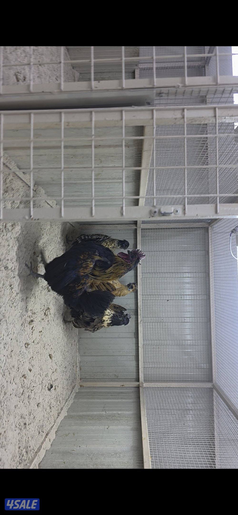 للبيع مجموعه دجاج مميز وديج هندي1