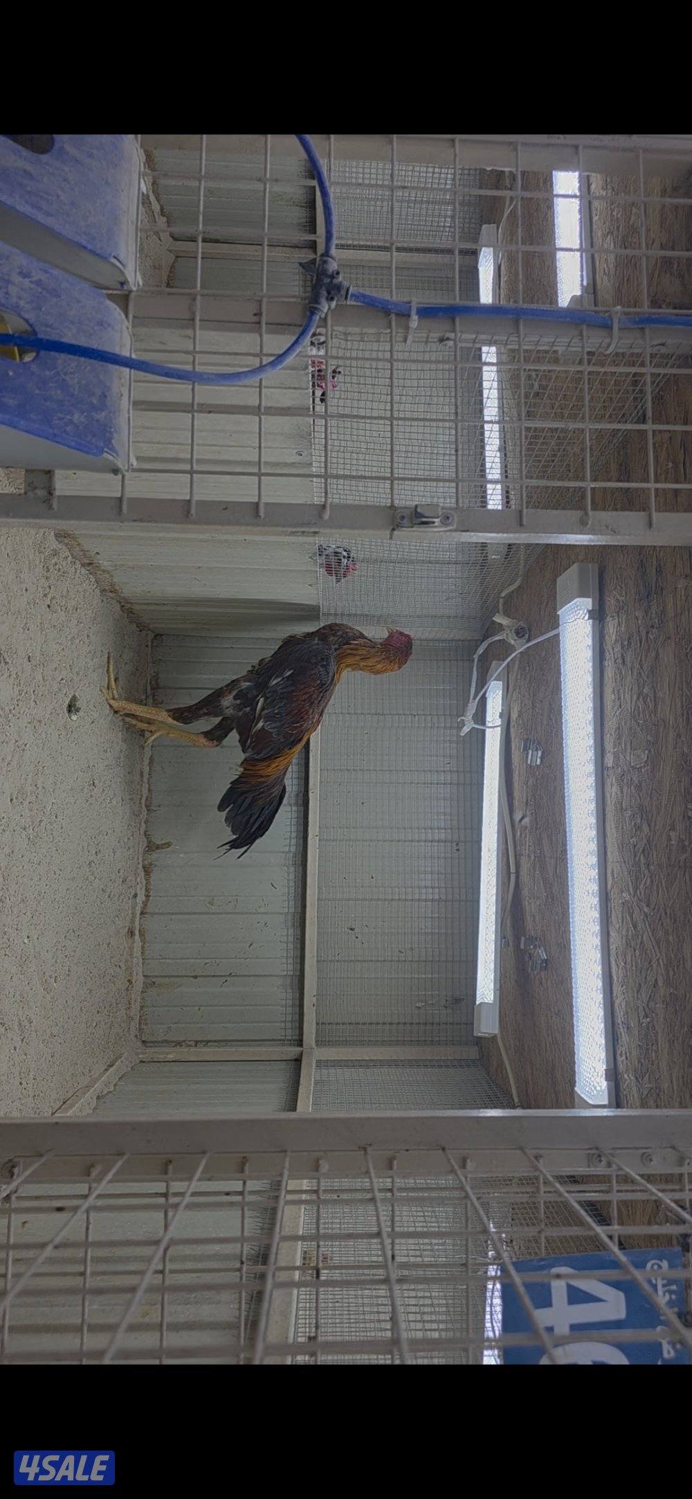 للبيع مجموعه دجاج مميز وديج هندي2