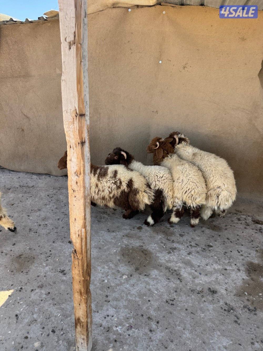 للبيع طليان نعيم سوري و اشفالي السمنه فل و يوجد خدمة توصيل0