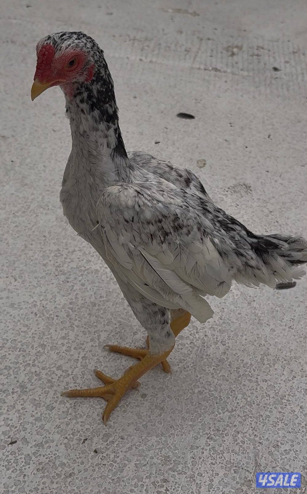 البيع فايتر0