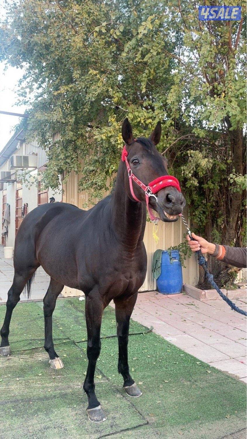 حصان انقليزي0