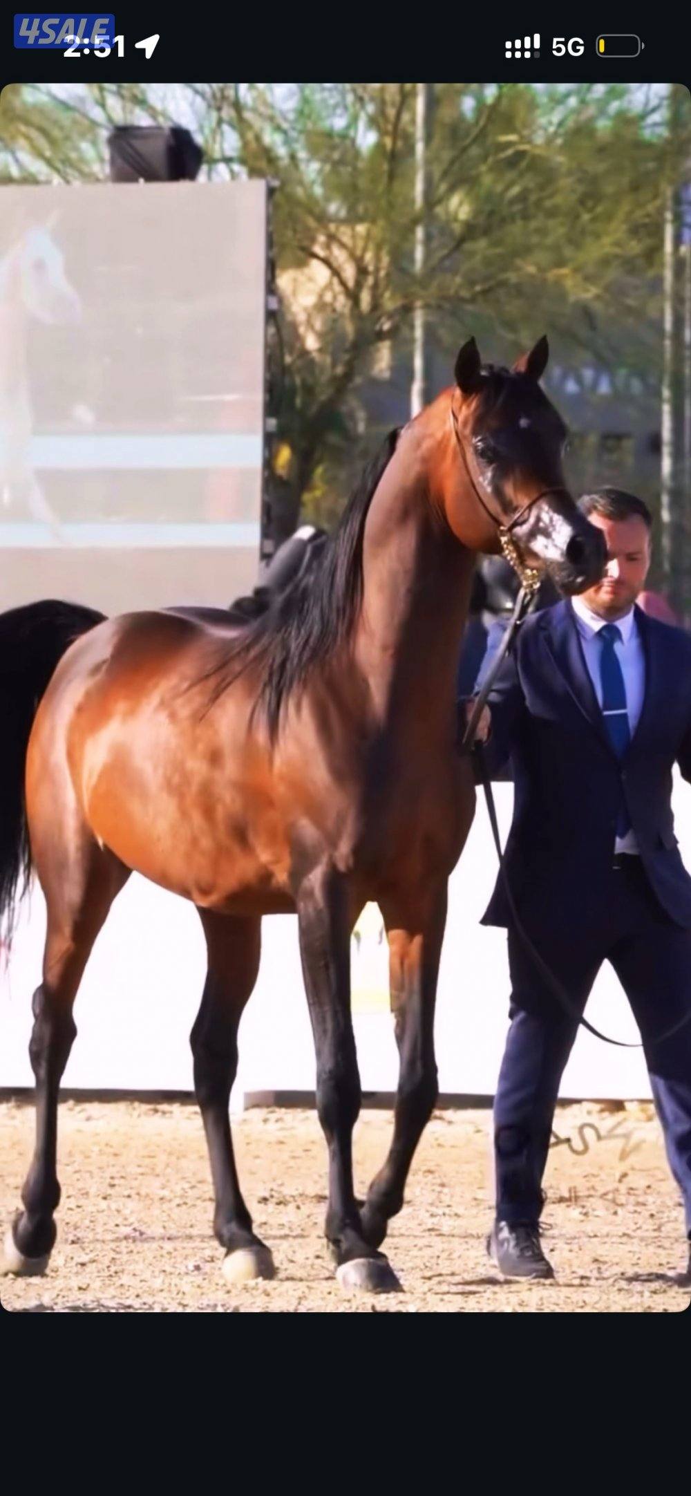 فحل فاخر - دسمان الزبارة0