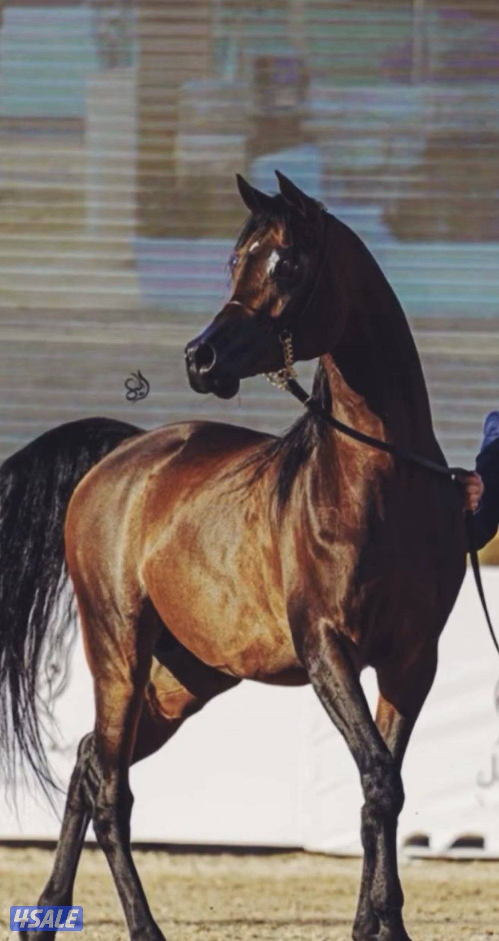 فحل فاخر - دسمان الزبارة1