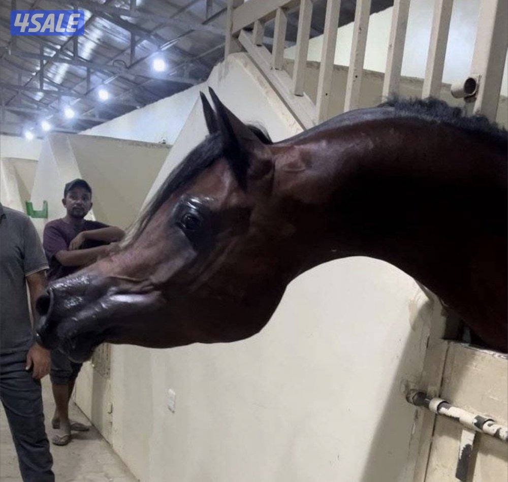 فحل فاخر - دسمان الزبارة2