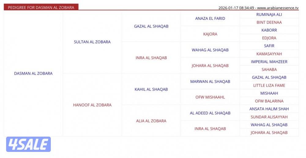 فحل فاخر - دسمان الزبارة4