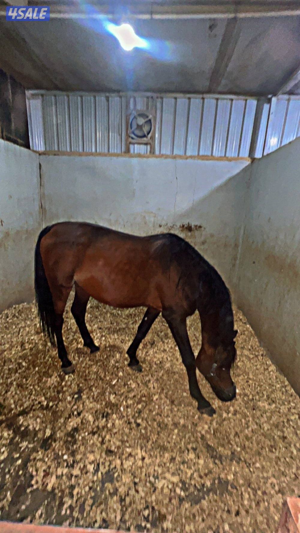 فحل فاخر - دسمان الزبارة3