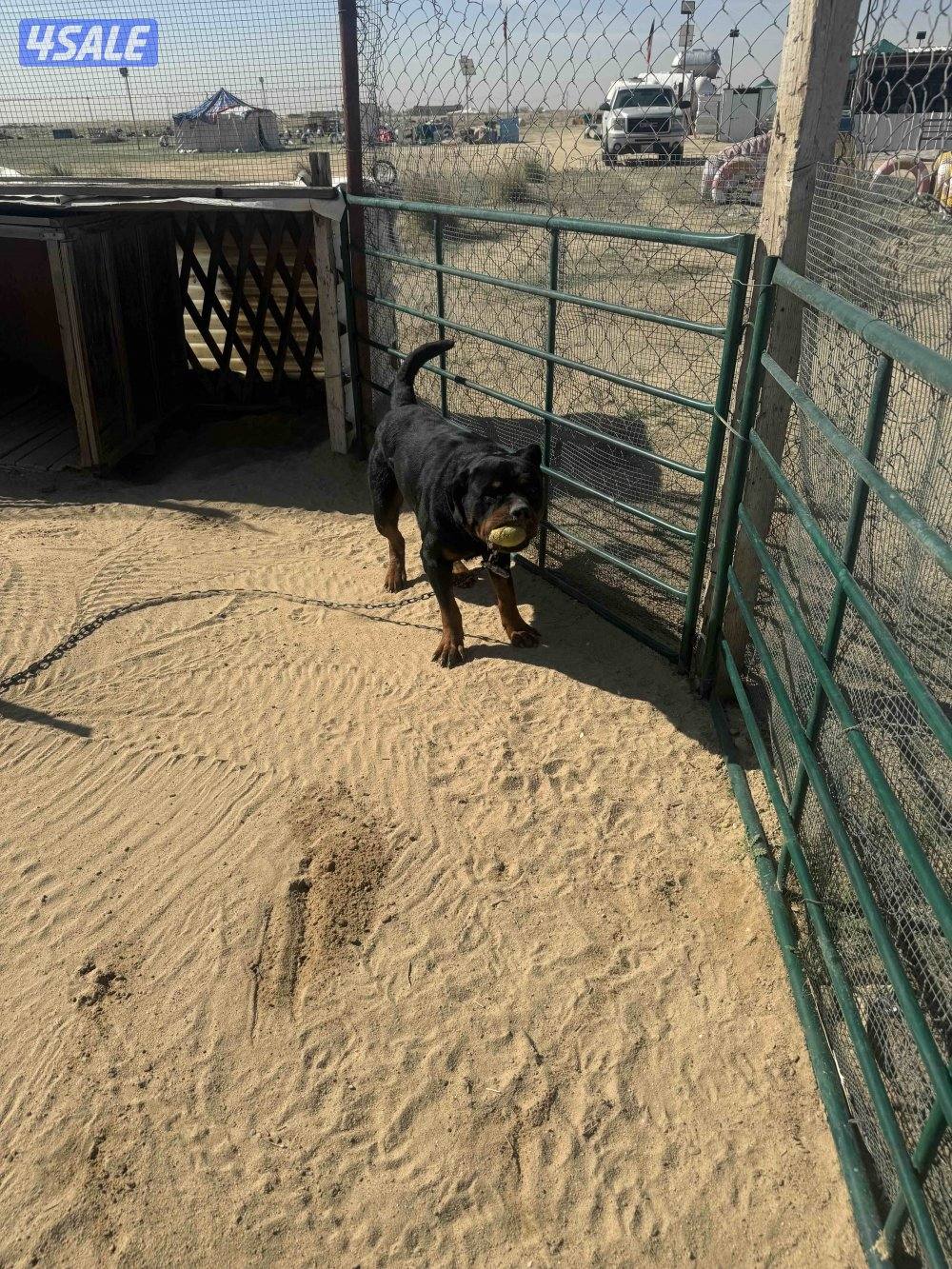 جاب روت ويلر فحل حراسه 100‎%‎ ويعض وفاهميه العمر سنتين اصلي0