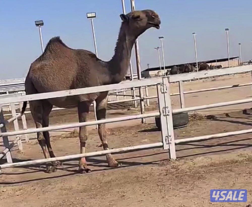 البكره الصفراء طيبه ولقحه على بعير منتج كفو سلم صحاح ولادها شهر ٣0