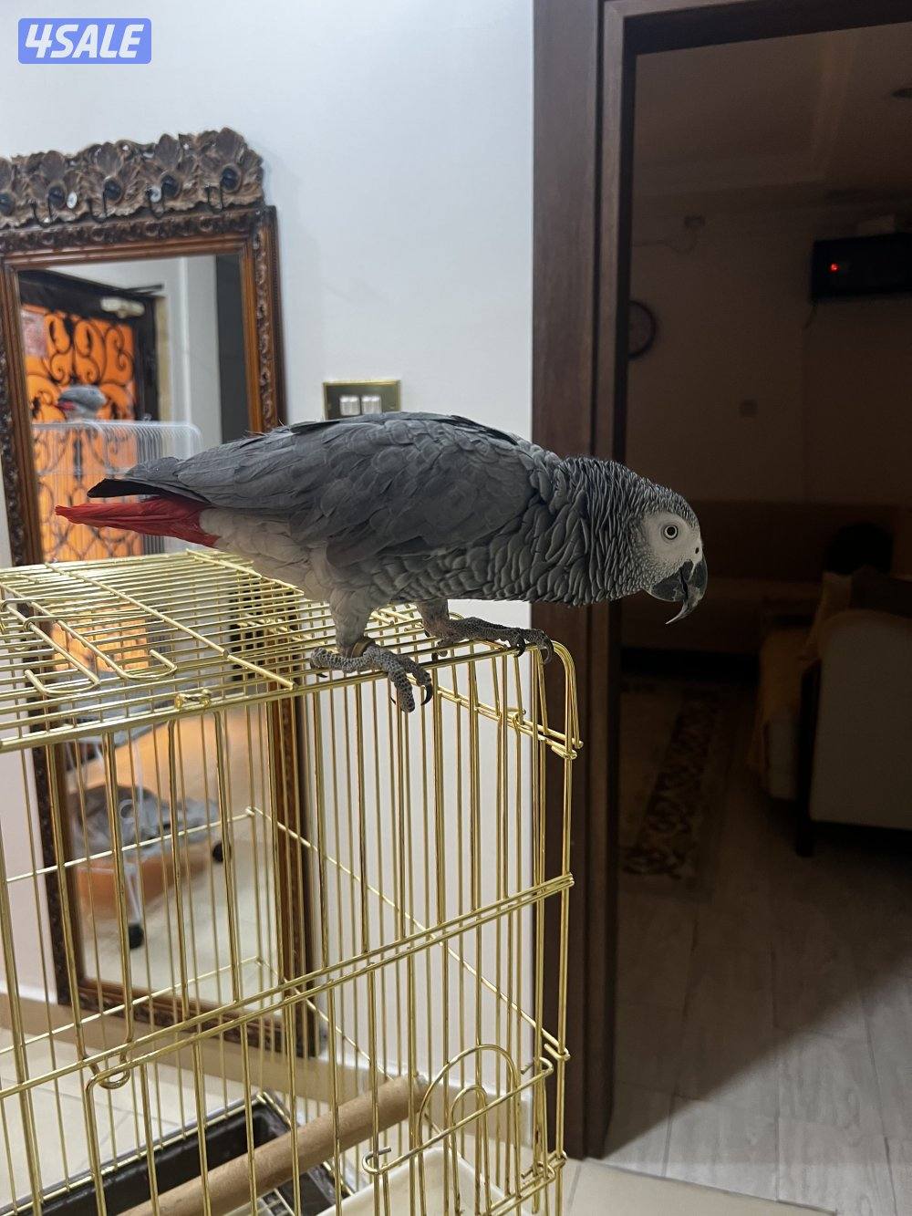 2 كاسكو هولندي للبيع يتكلمون كلام البيت0