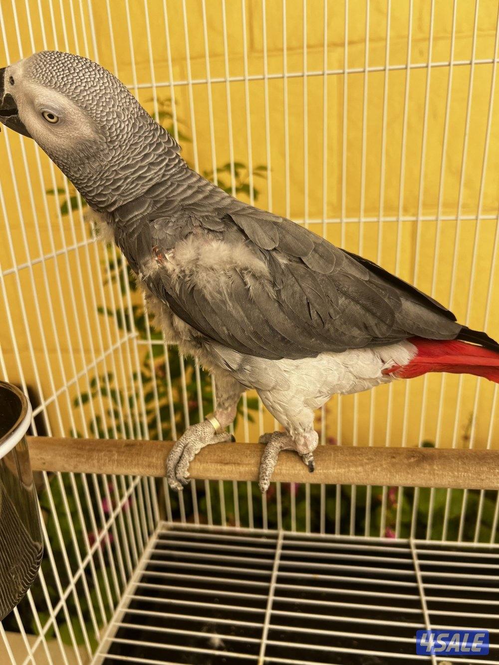 2 كاسكو هولندي للبيع يتكلمون كلام البيت1