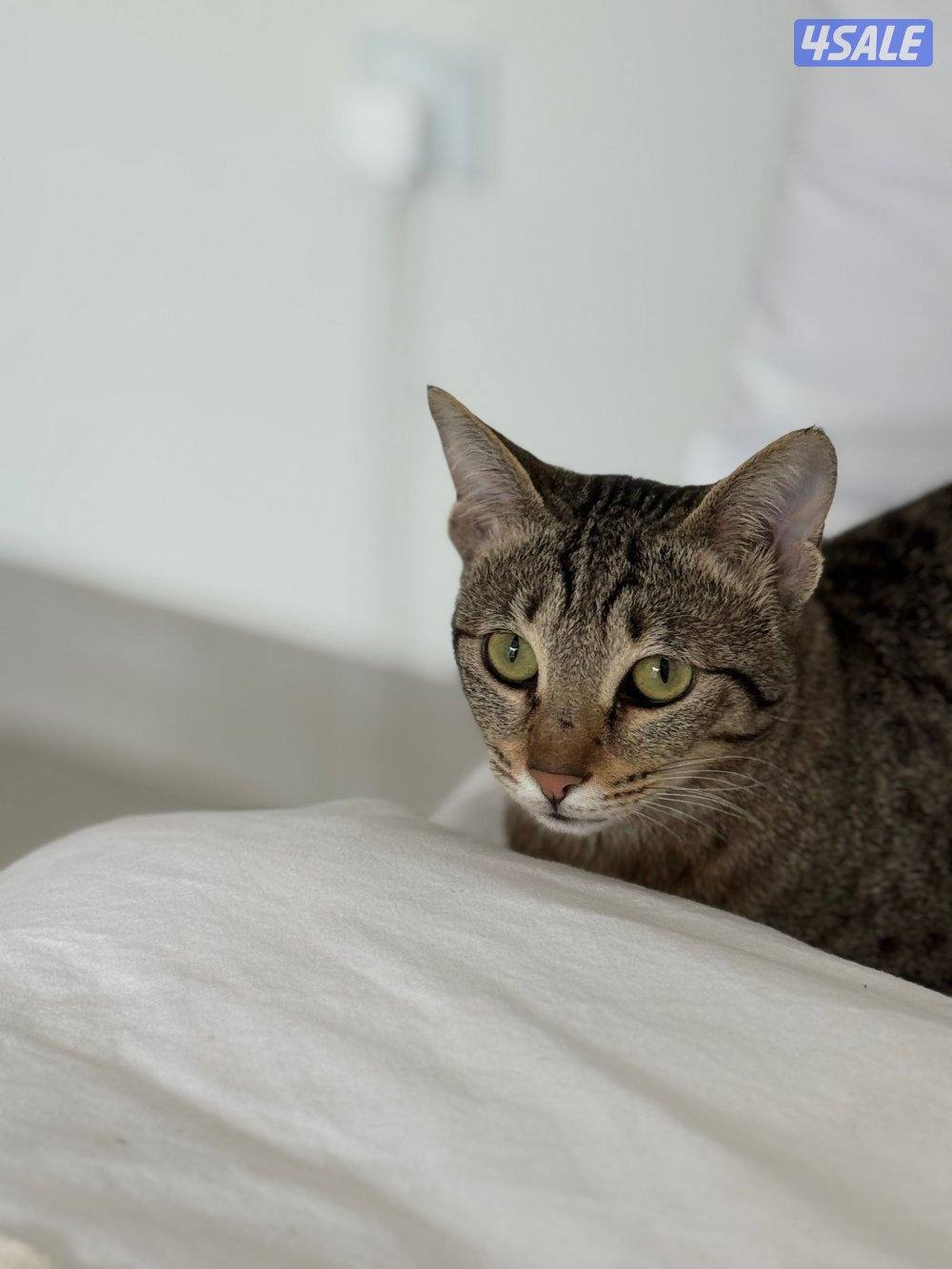 قطة للتبني0