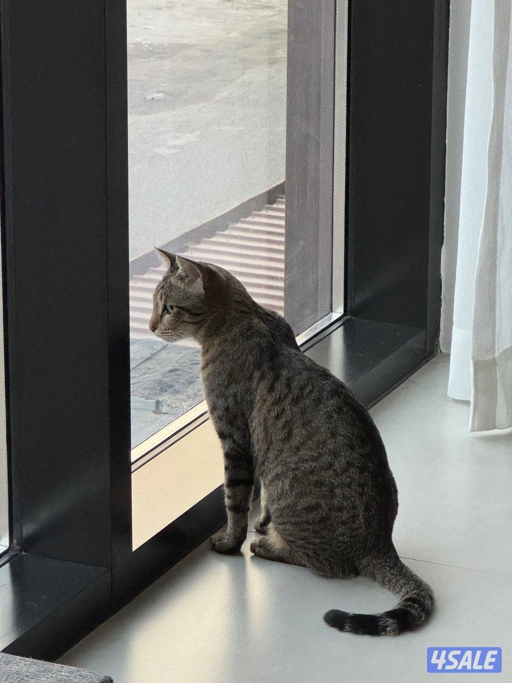 قطة للتبني1