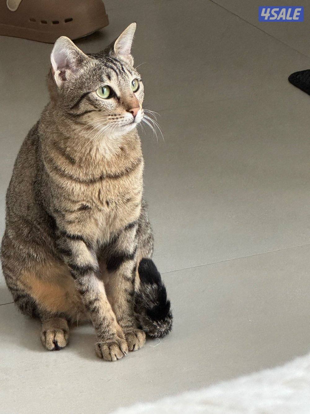 قطة للتبني2