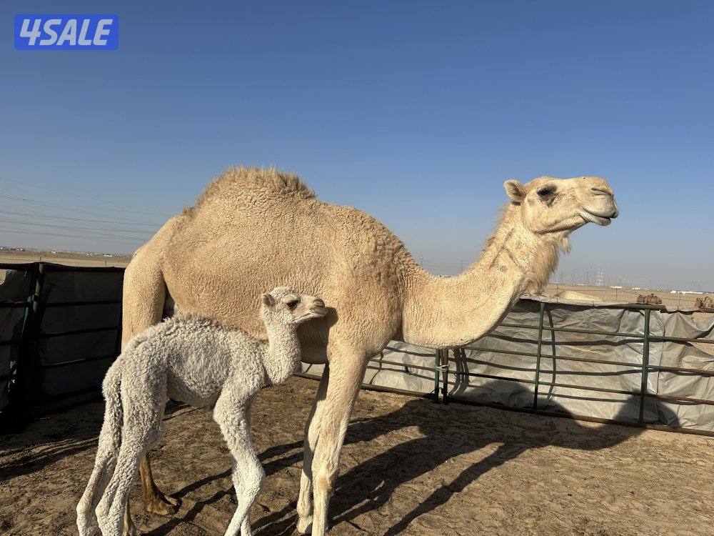 للبيع خلفه شبب0