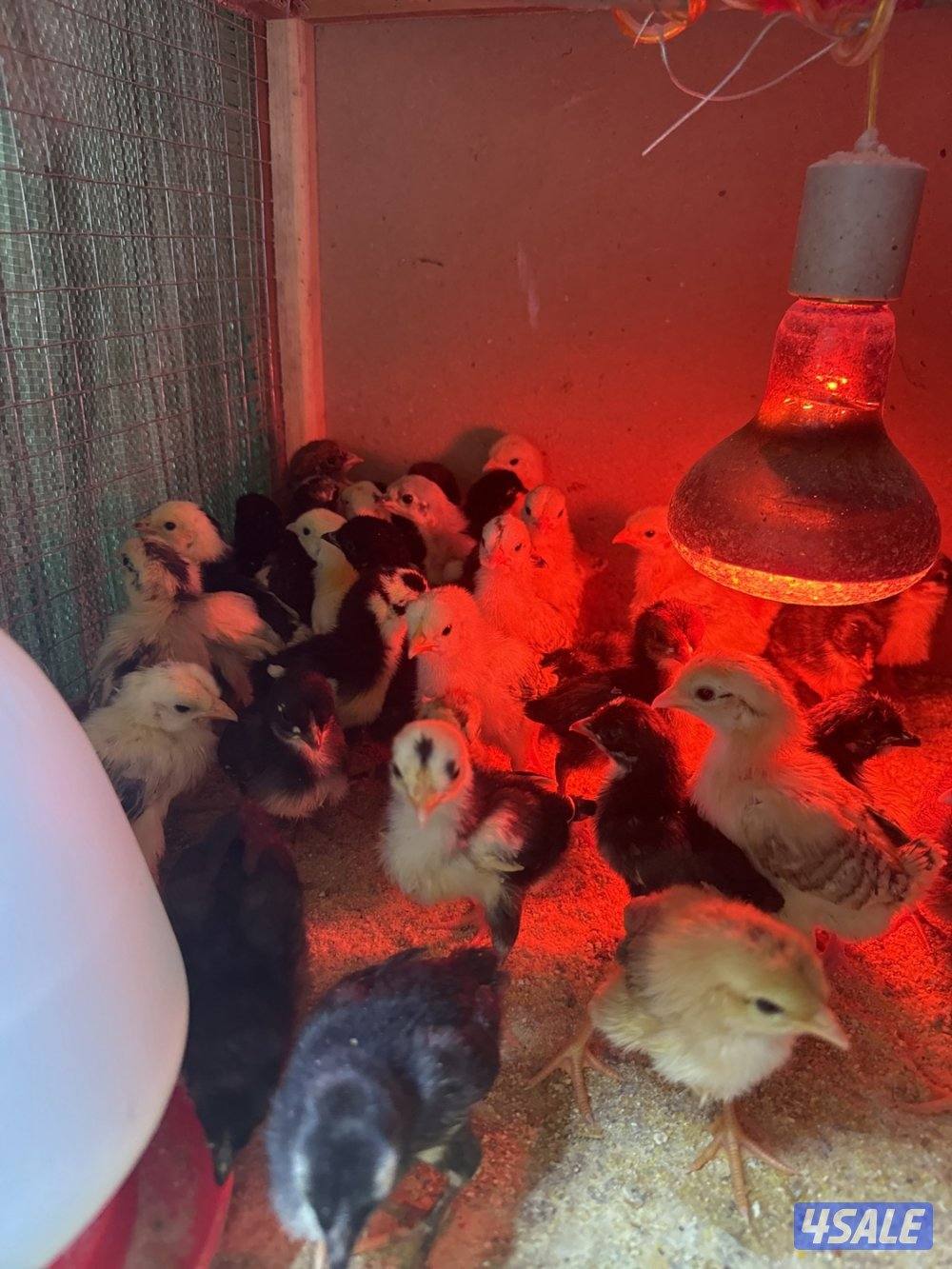 للبيع صيصان0