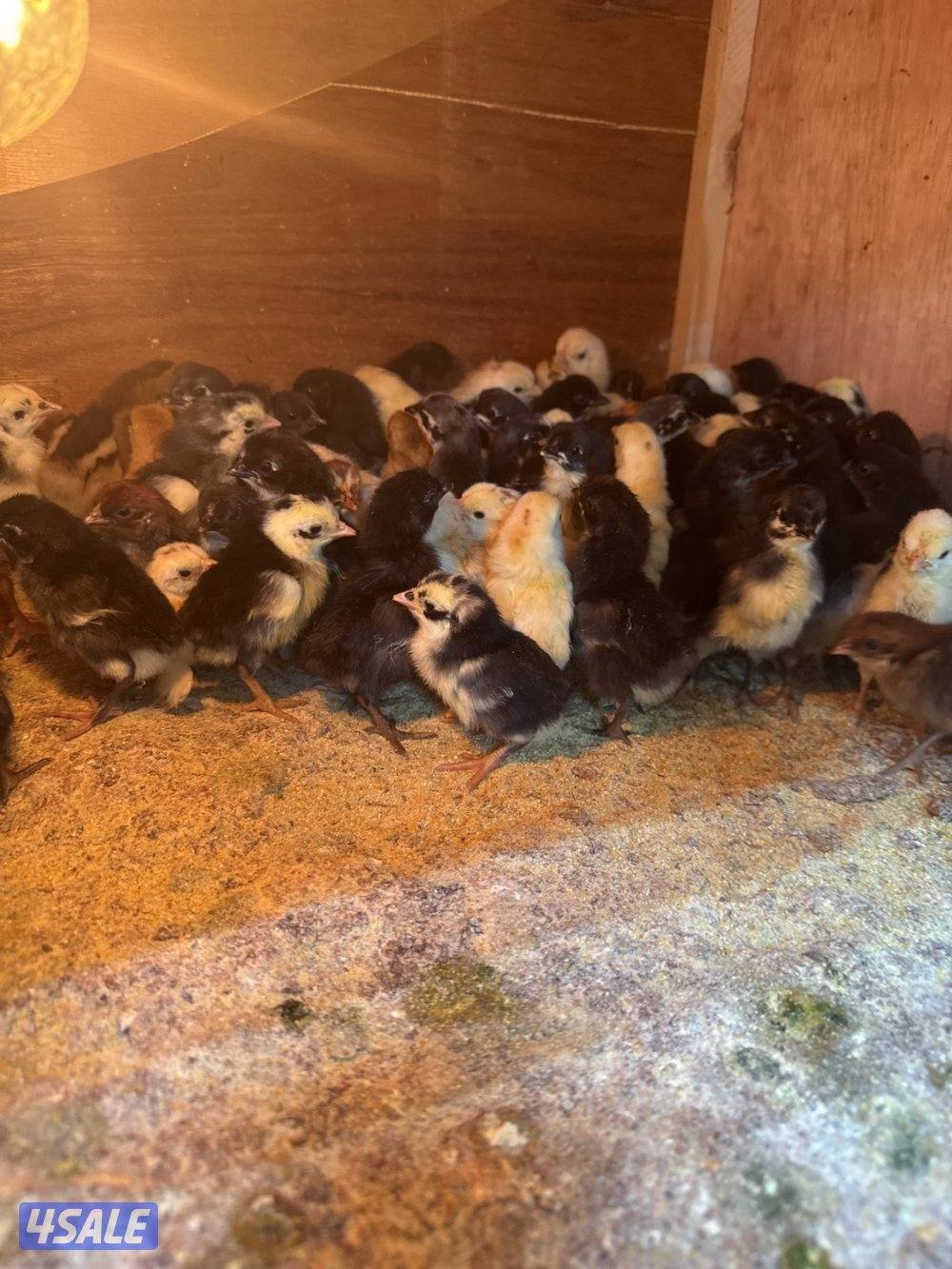 للبيع صيصان1