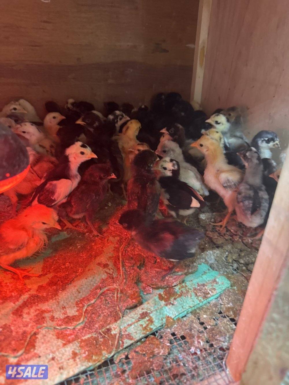 للبيع صيصان2