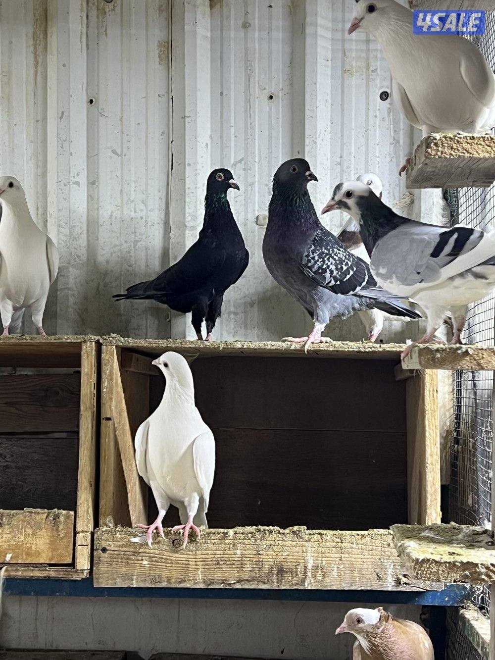 للبيع تشكليه حمام0