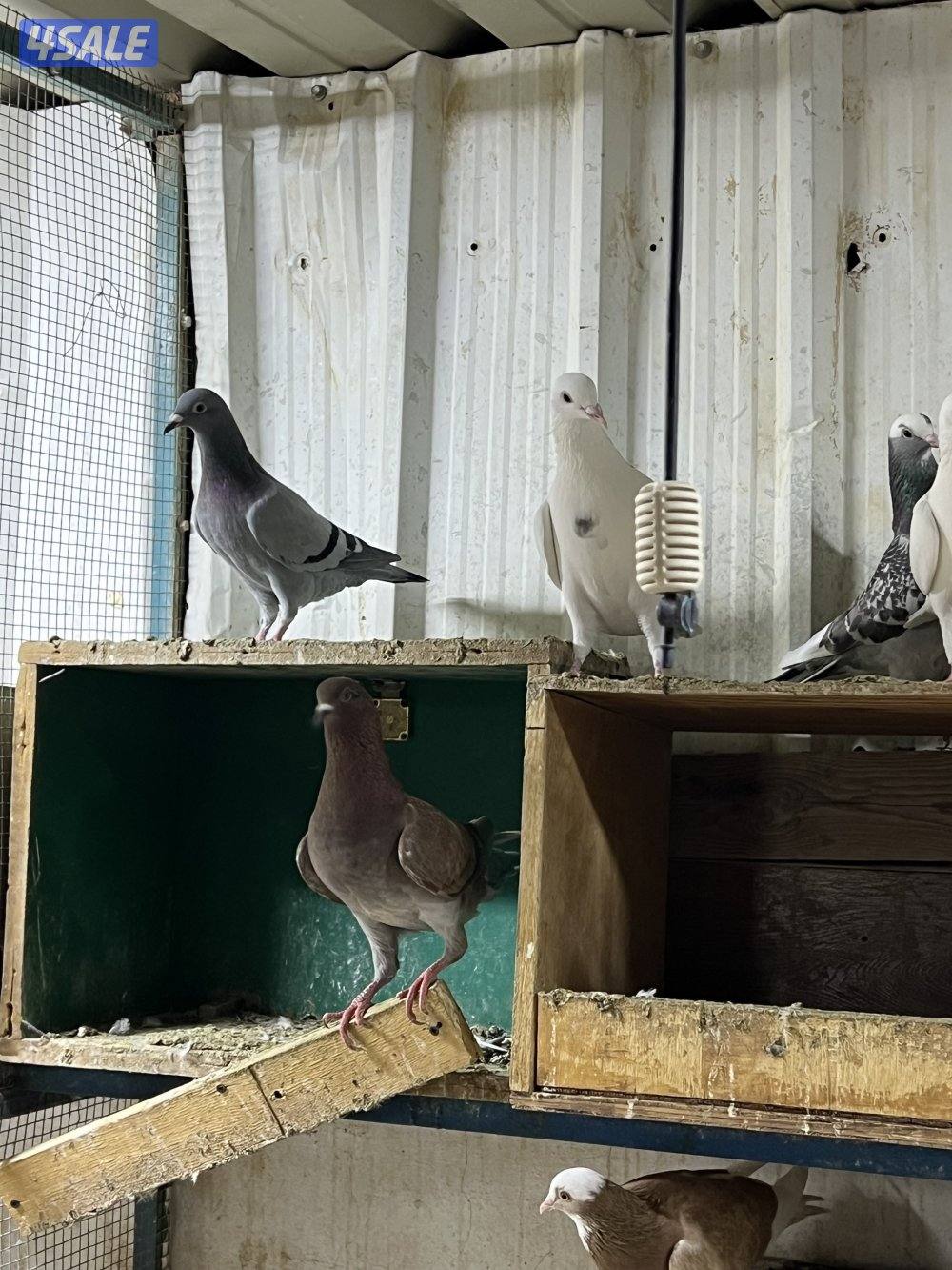 للبيع تشكليه حمام1