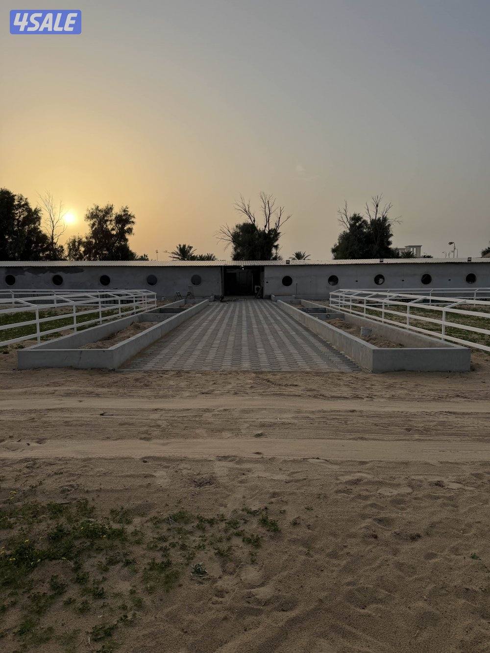 مربط الشامري0