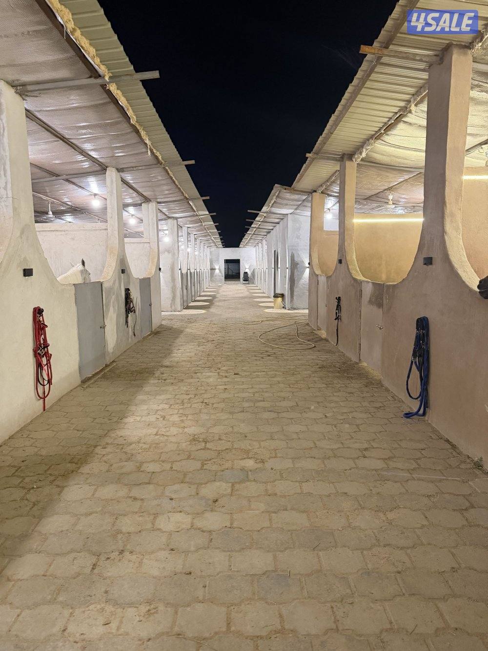 مربط الشامري1