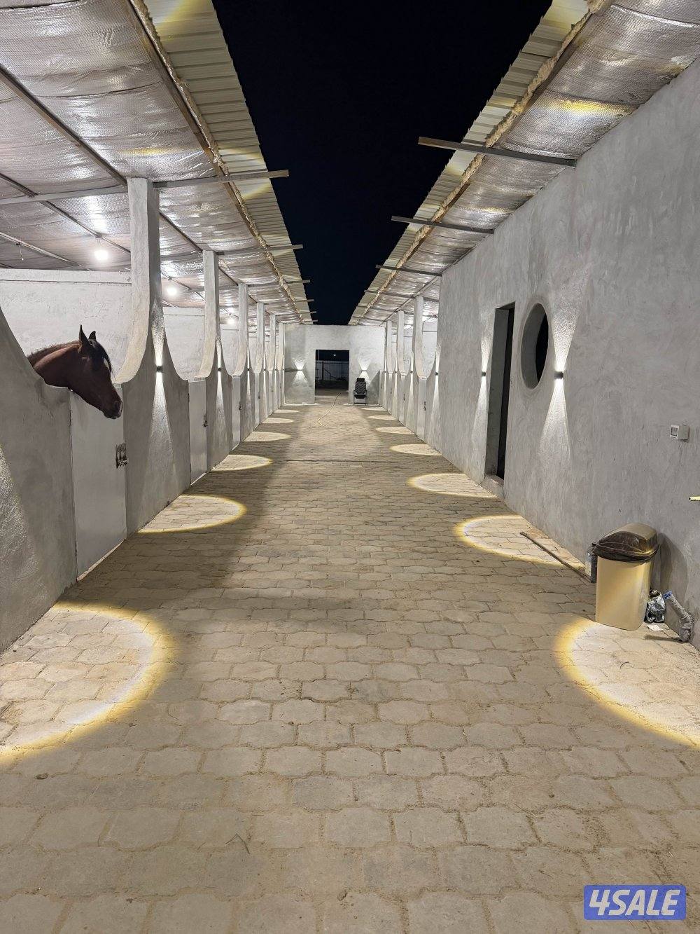 مربط الشامري2