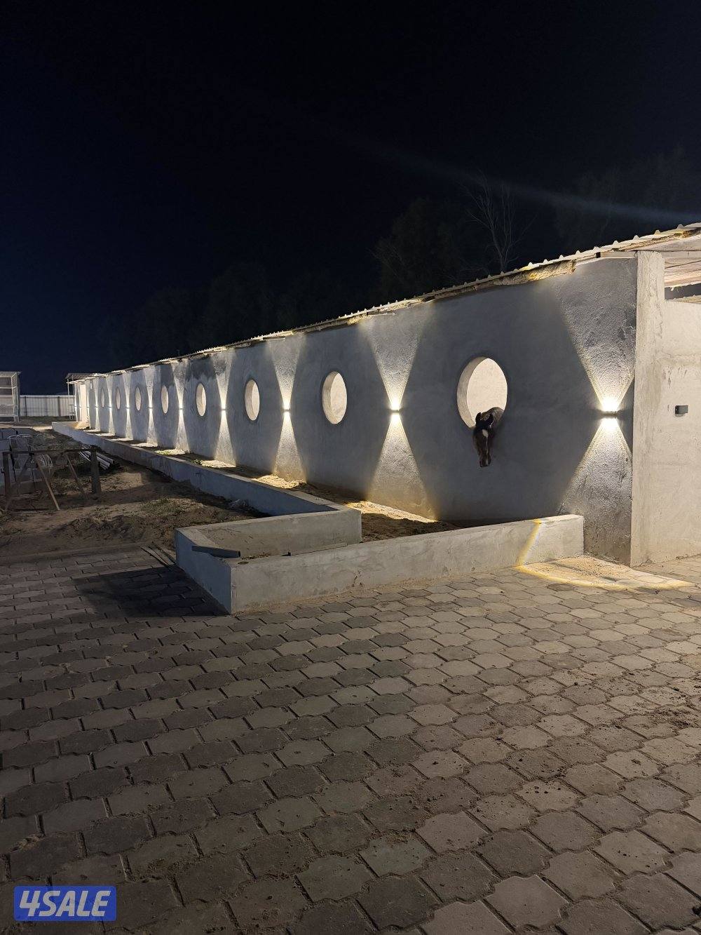 مربط الشامري4