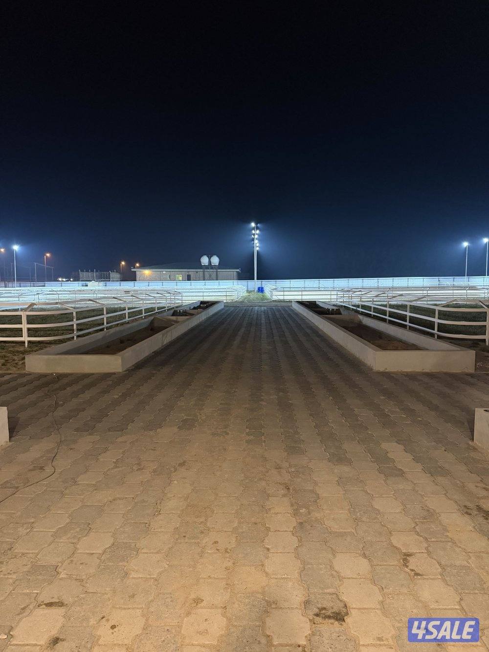 مربط الشامري5