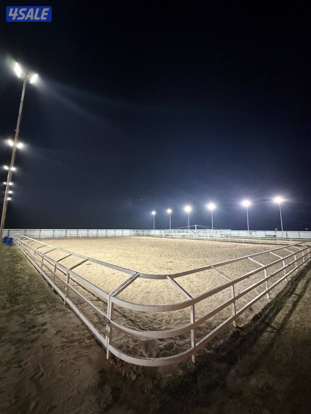 مربط الشامري8