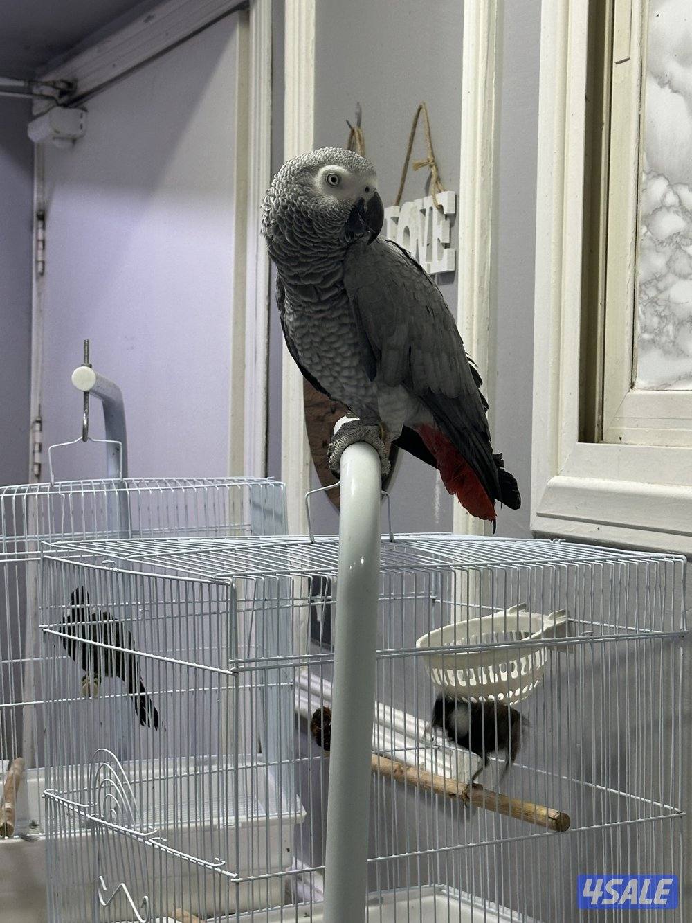 كاسكو الافريقي عمر ٦ سنين0