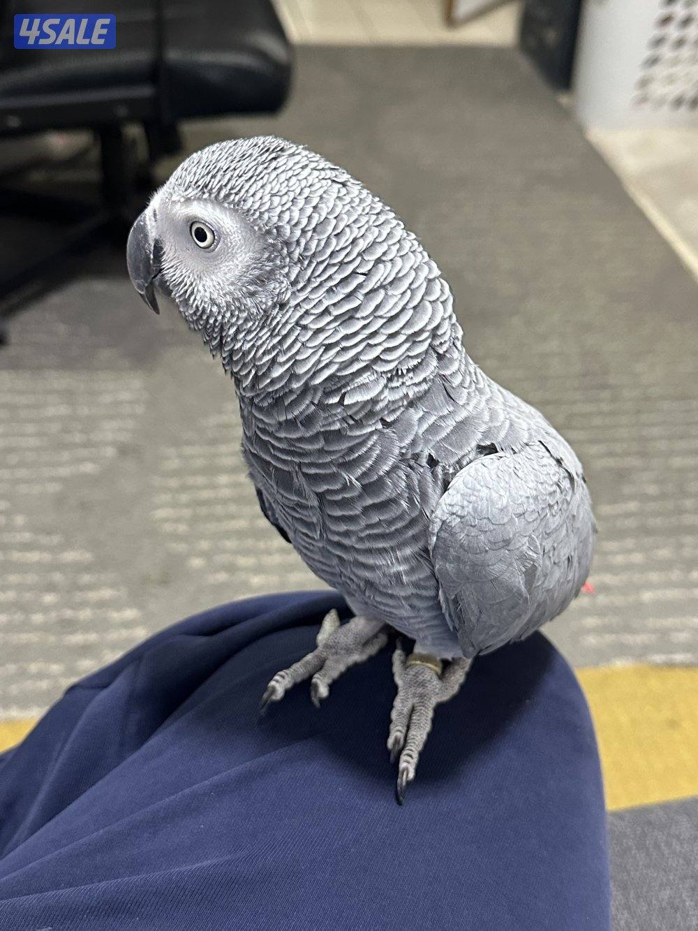 كاسكو الافريقي عمر ٦ سنين1