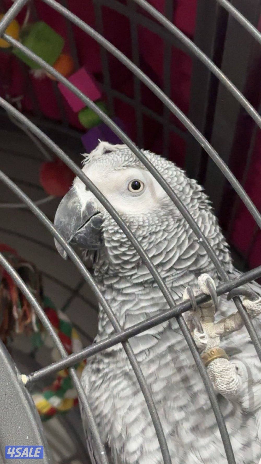 كاسكو الافريقي عمر ٦ سنين2