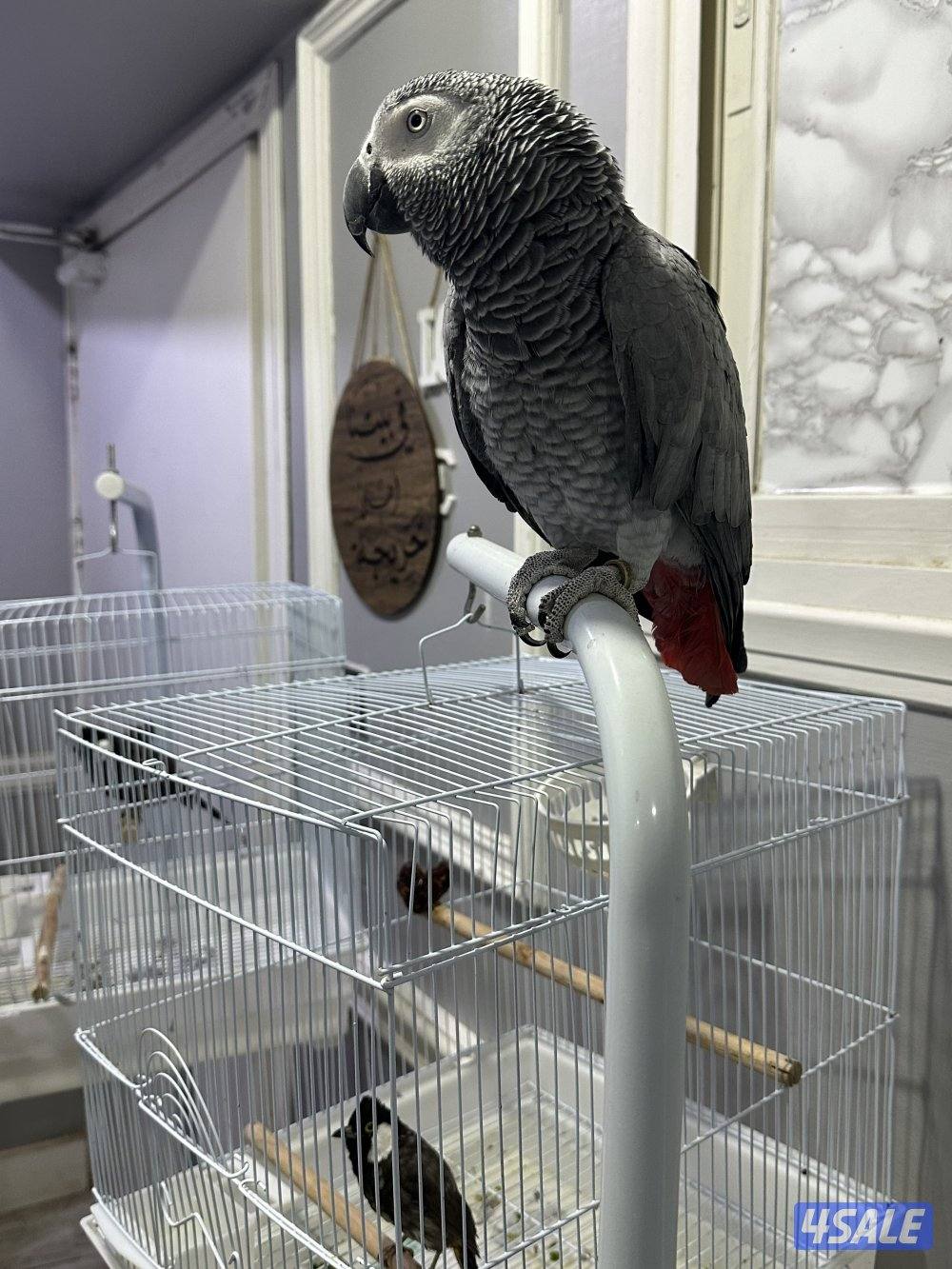 كاسكو الافريقي عمر ٦ سنين3