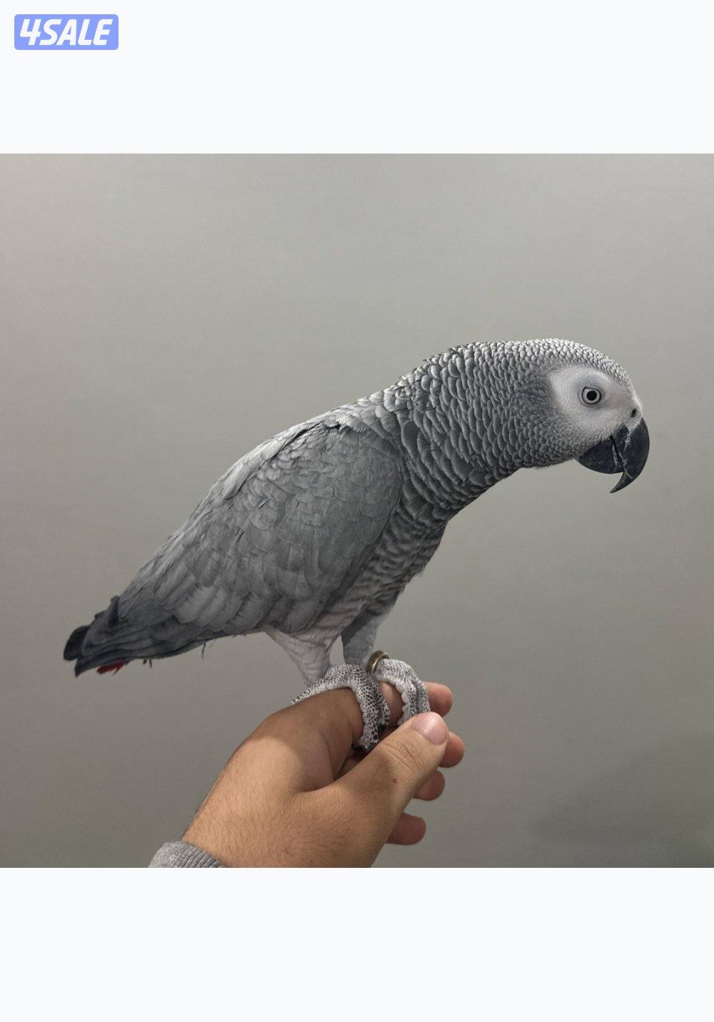 كاسكو الافريقي عمر ٦ سنين4