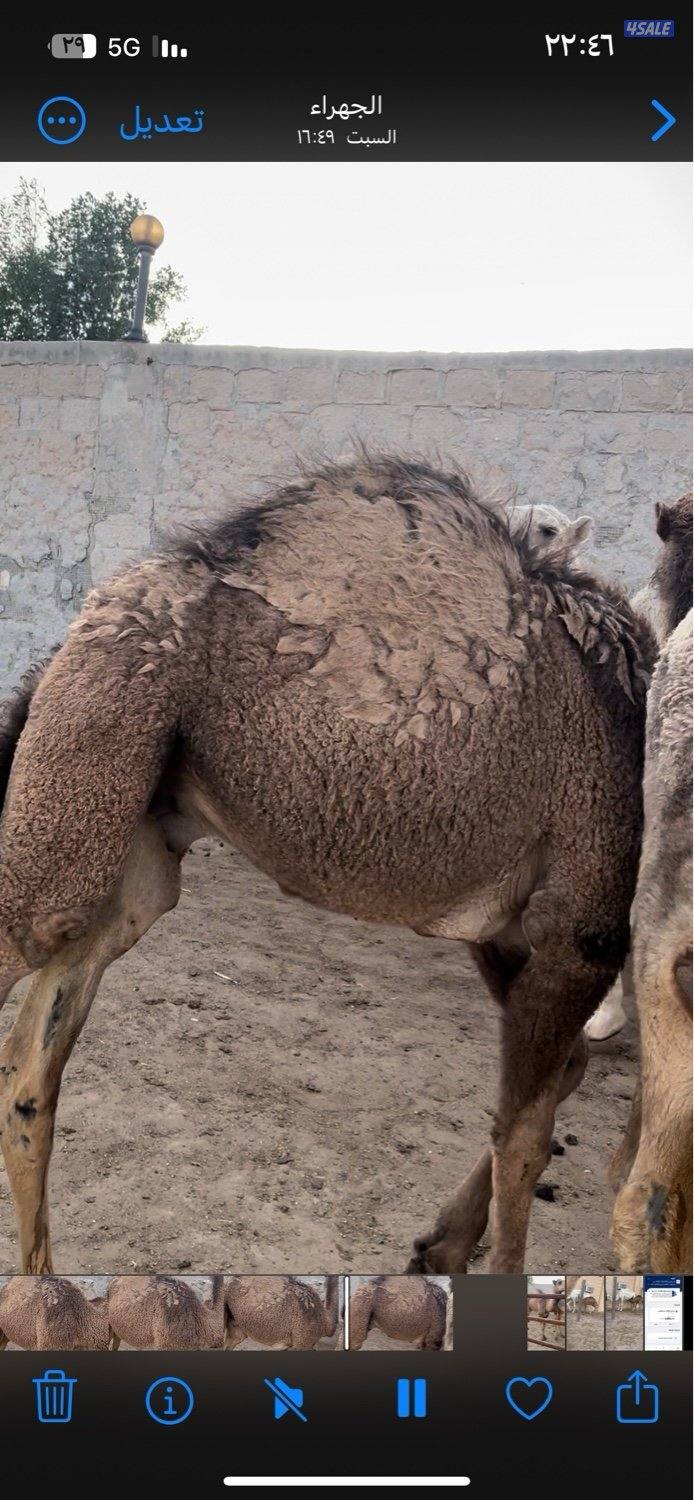 قعود وبكره سمان0