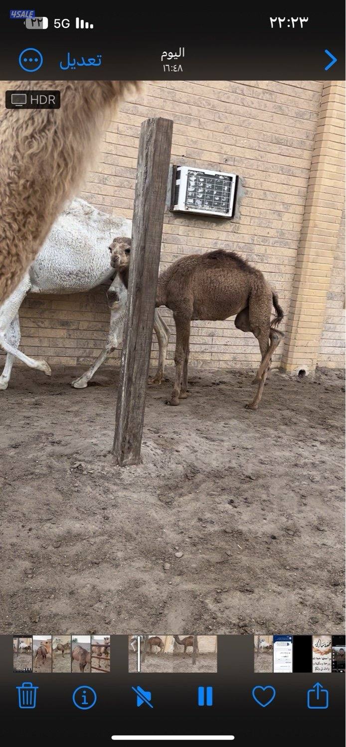 قعود وبكره سمان2