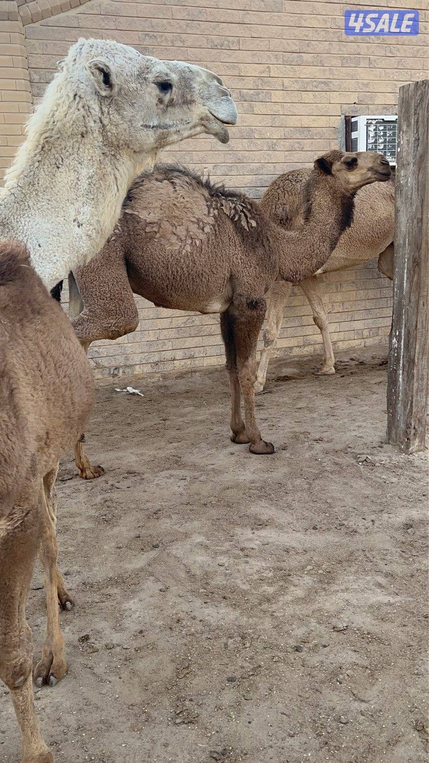 قعود وبكره سمان3